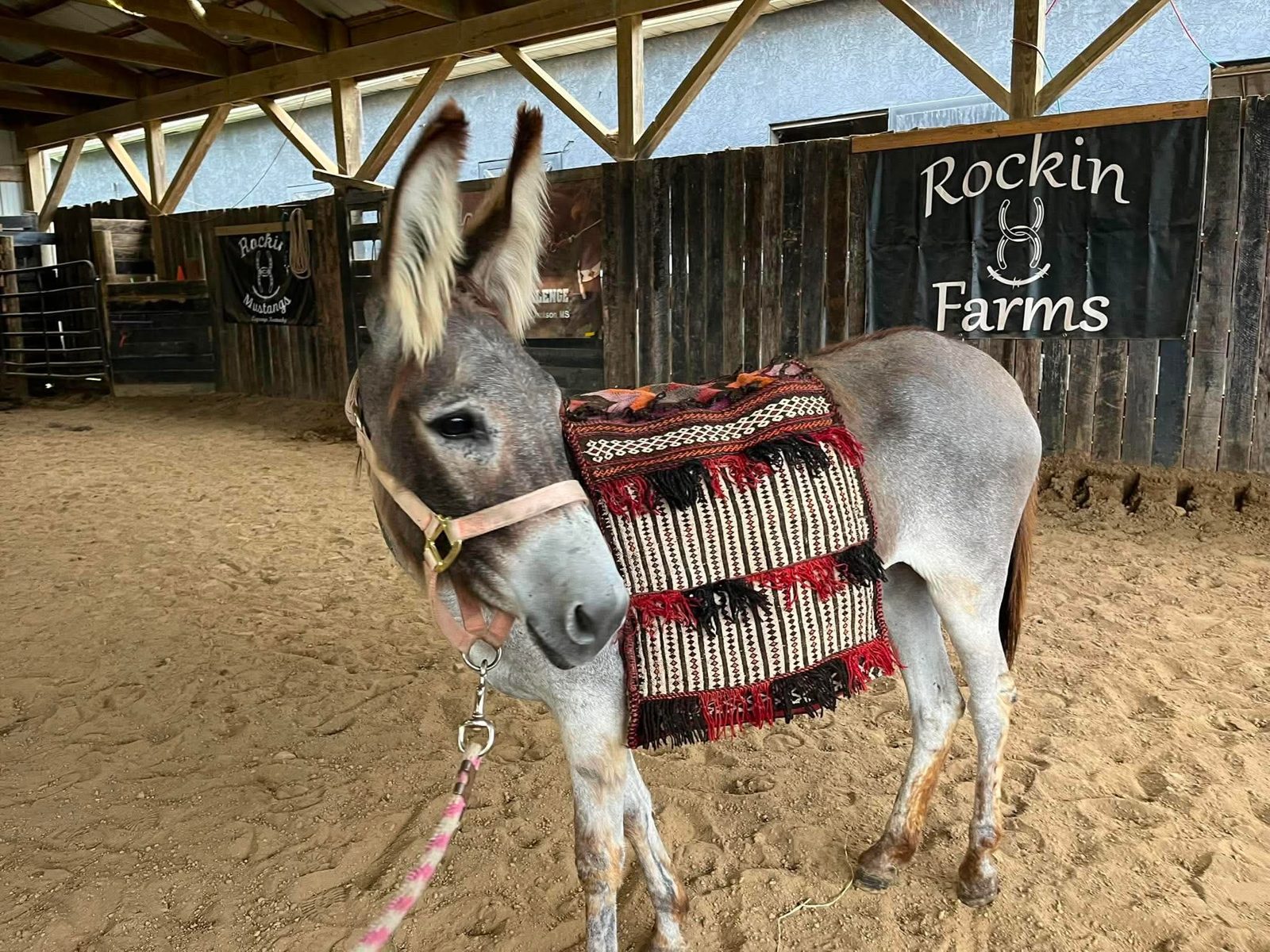 Donkeyfly (Craigeory)