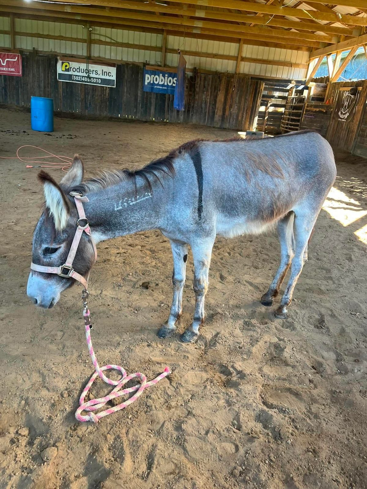 Donkeyfly (Craigeory) photo 4