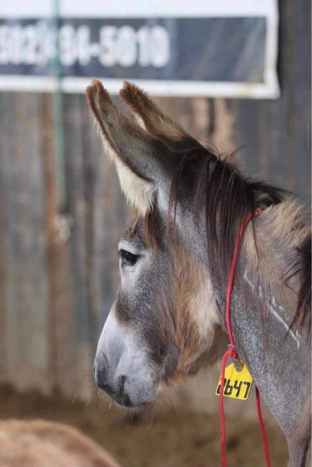 Donkeyfly (Craigeory)