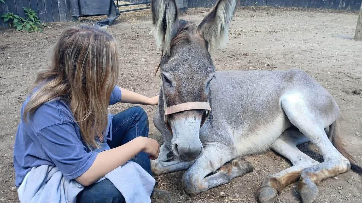 Donkeyfly (Craigeory) photo 6