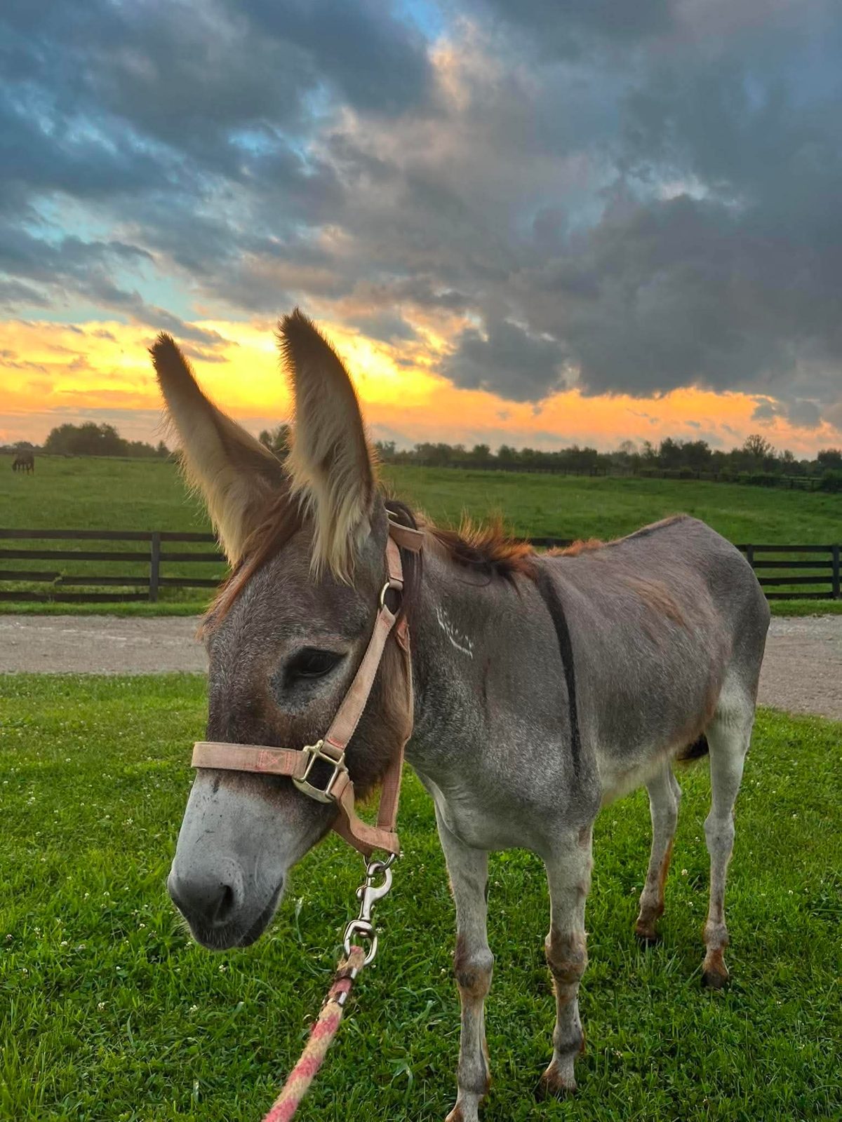 Donkeyfly (Craigeory) photo 5